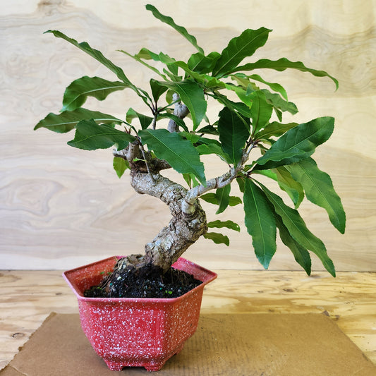 Lộc Vừng Bonsai - SB30430.03LV - $40 shipping