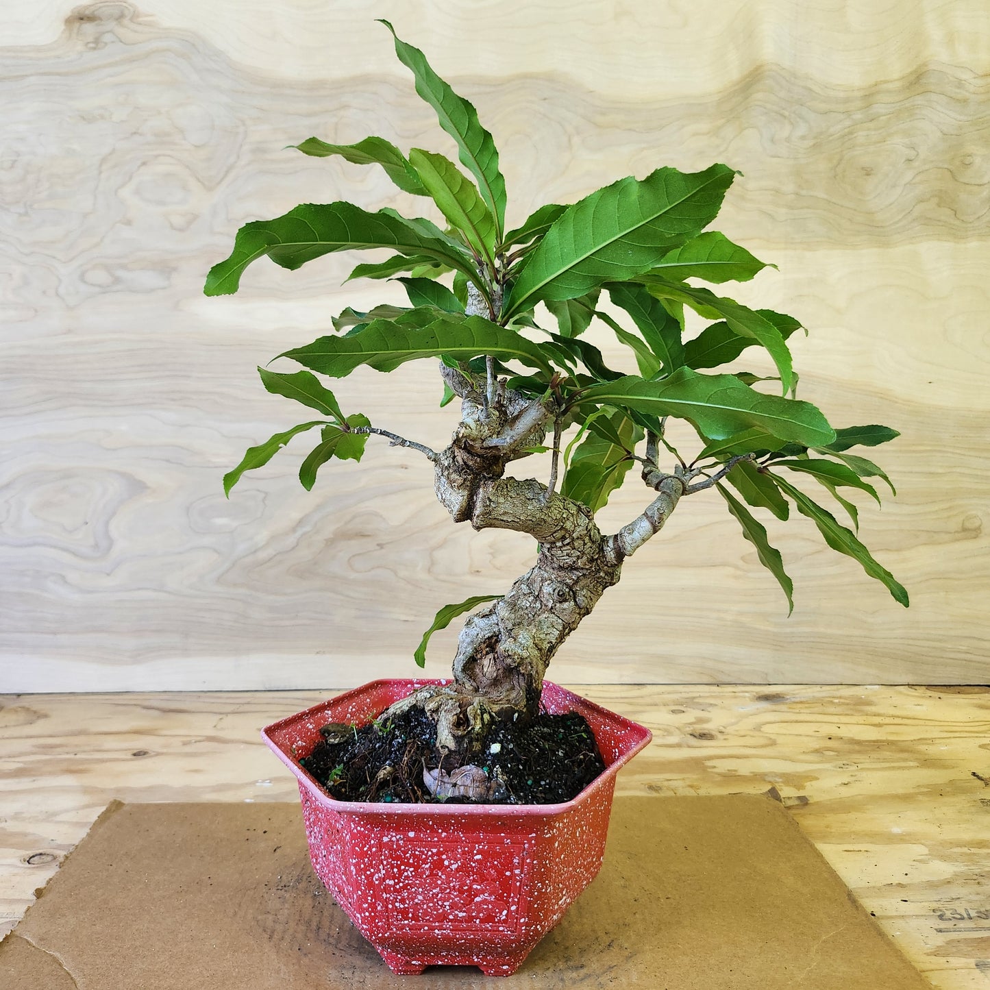 Lộc Vừng Bonsai - SB30430.03LV - $40 shipping