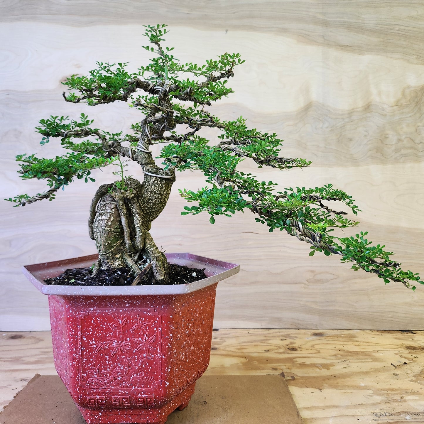 Cần Thăng Bonsai - SB30430.14CT - Bao ship