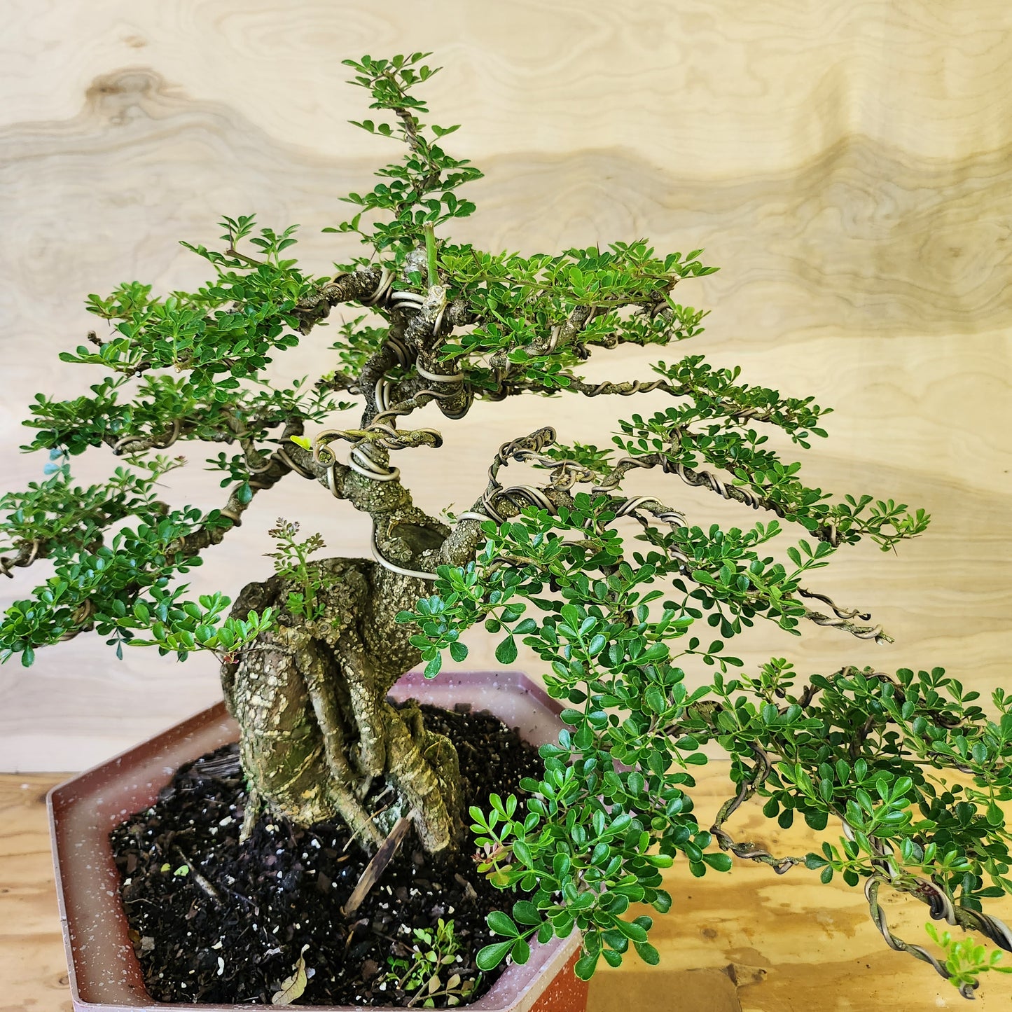 Cần Thăng Bonsai - SB30430.14CT - Bao ship