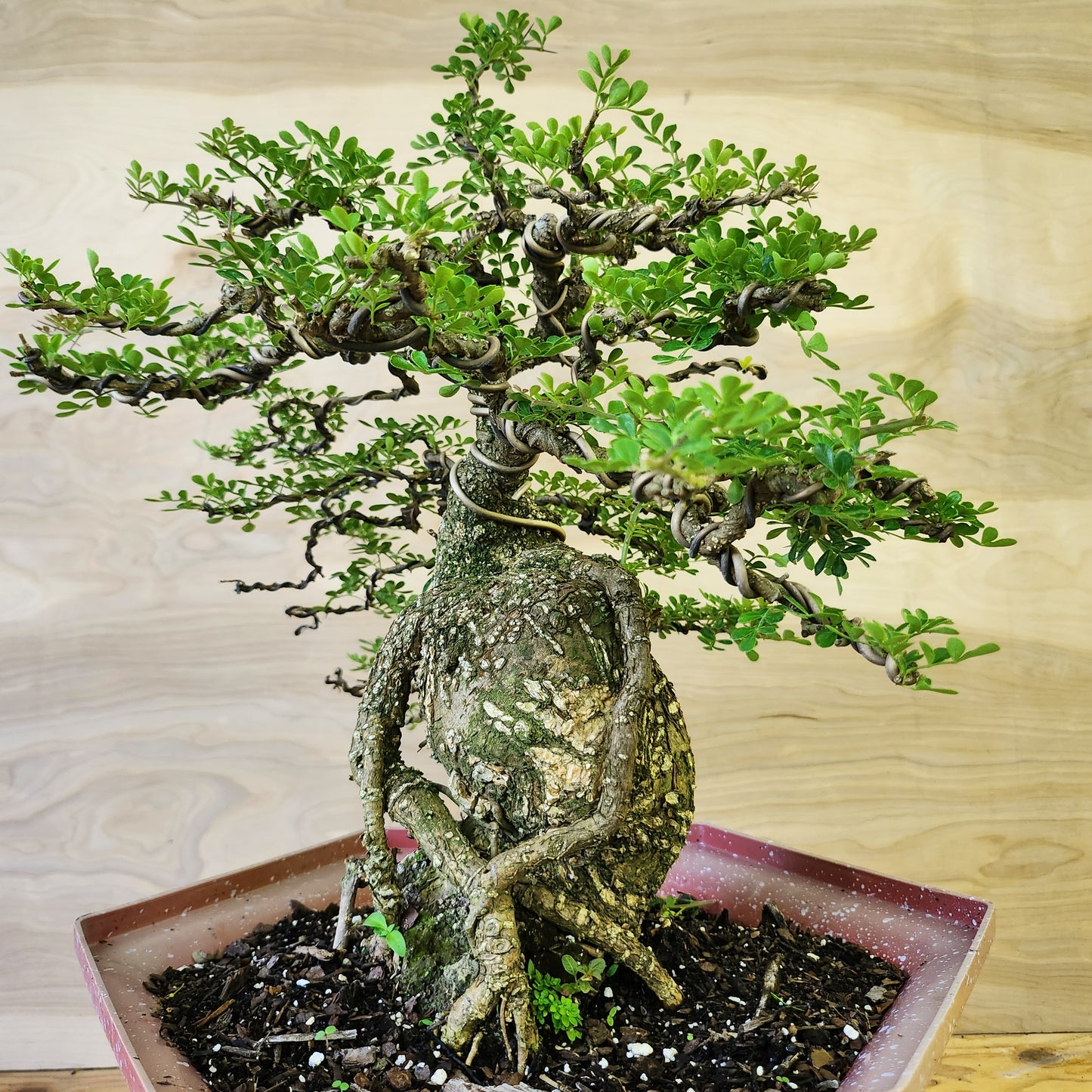 Cần Thăng Bonsai - SB30430.14CT - Bao ship