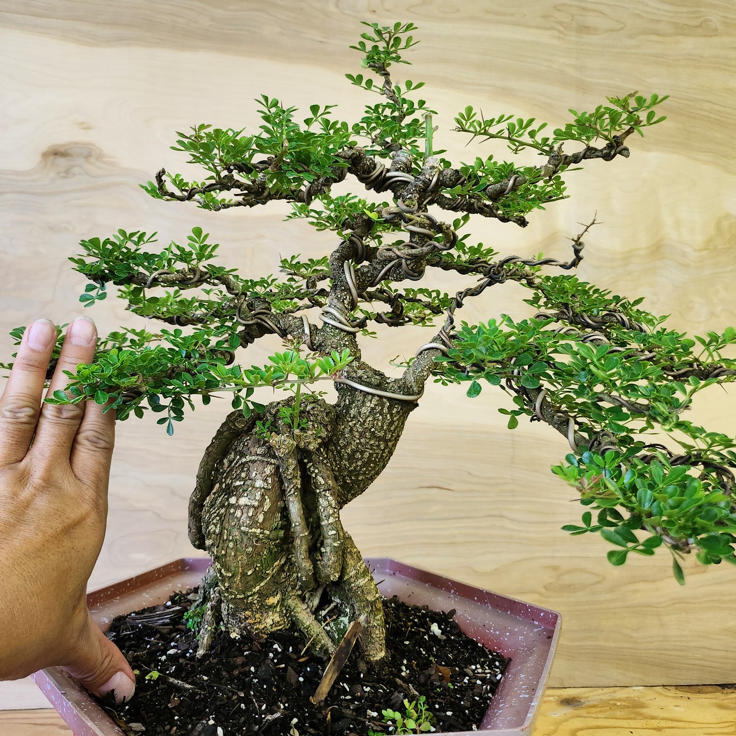 Cần Thăng Bonsai - SB30430.14CT - Bao ship