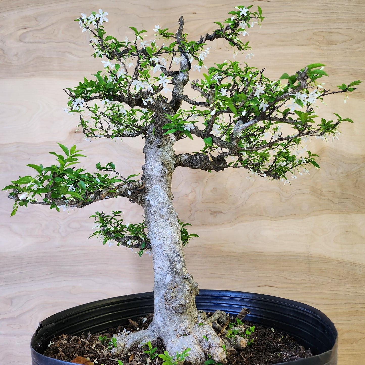 Mai Chiếu Thủy Bonsai - SB30430.15MCT - Free shipping