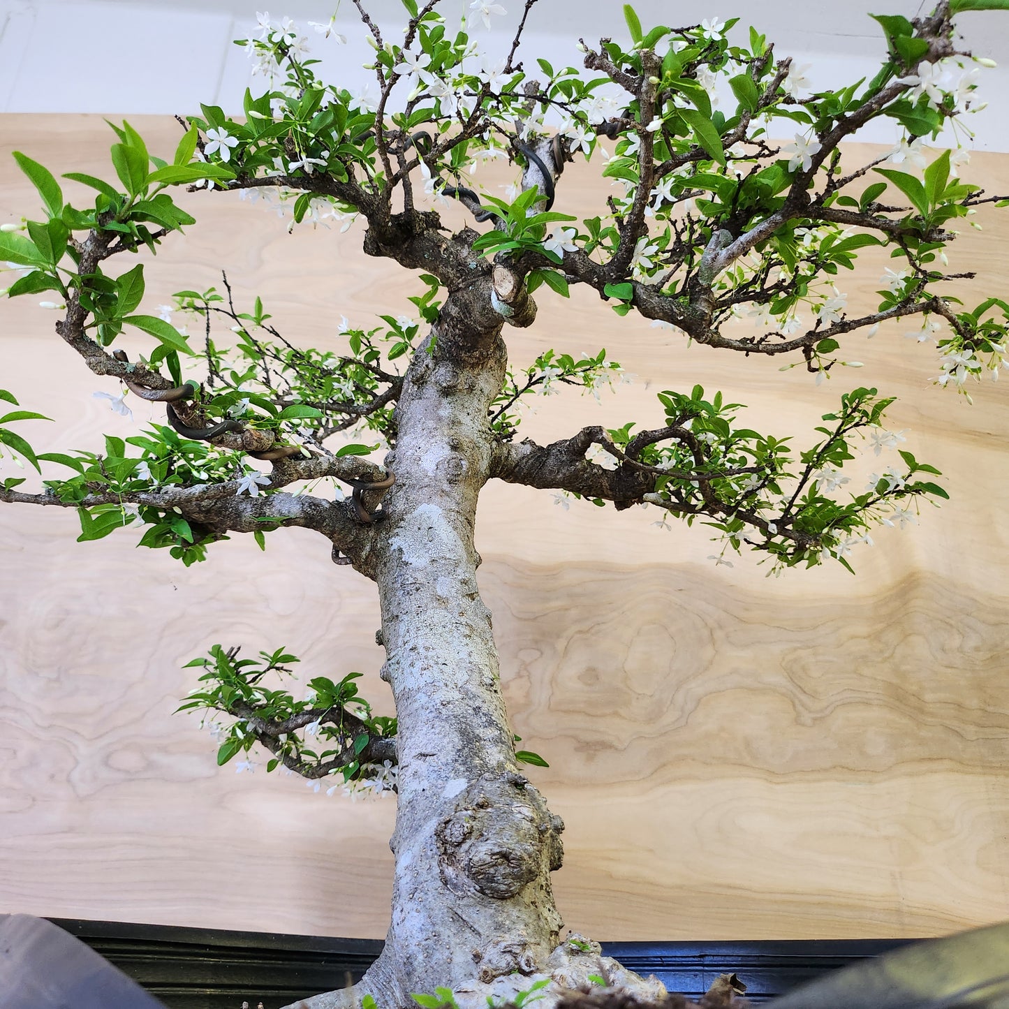 Mai Chiếu Thủy Bonsai - SB30430.15MCT - Free shipping