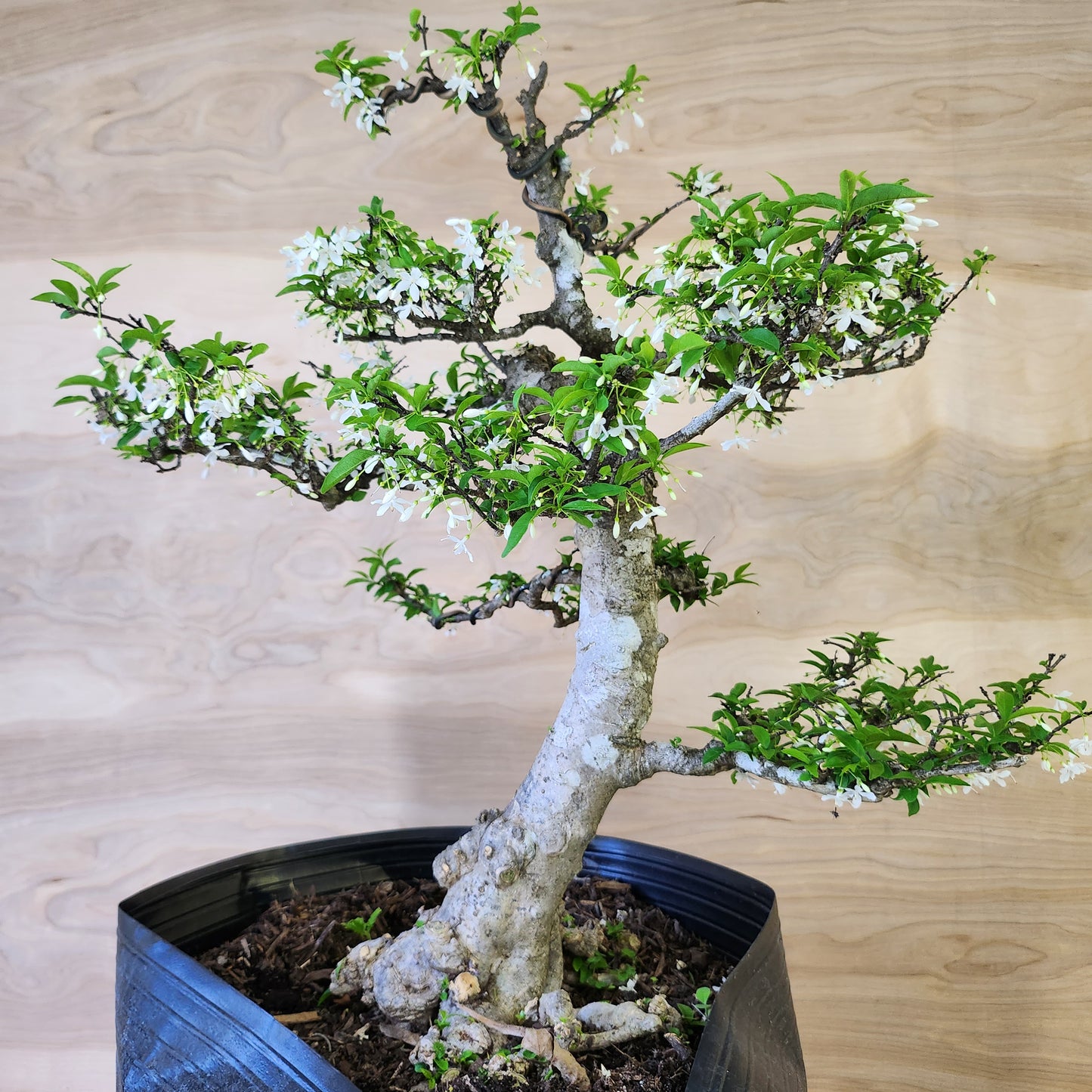 Mai Chiếu Thủy Bonsai - SB30430.15MCT - Free shipping