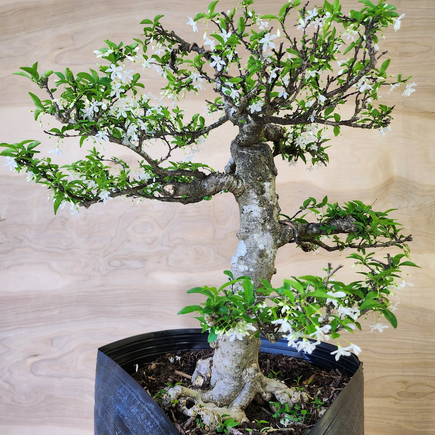 Mai Chiếu Thủy Bonsai - SB30430.15MCT - Free shipping