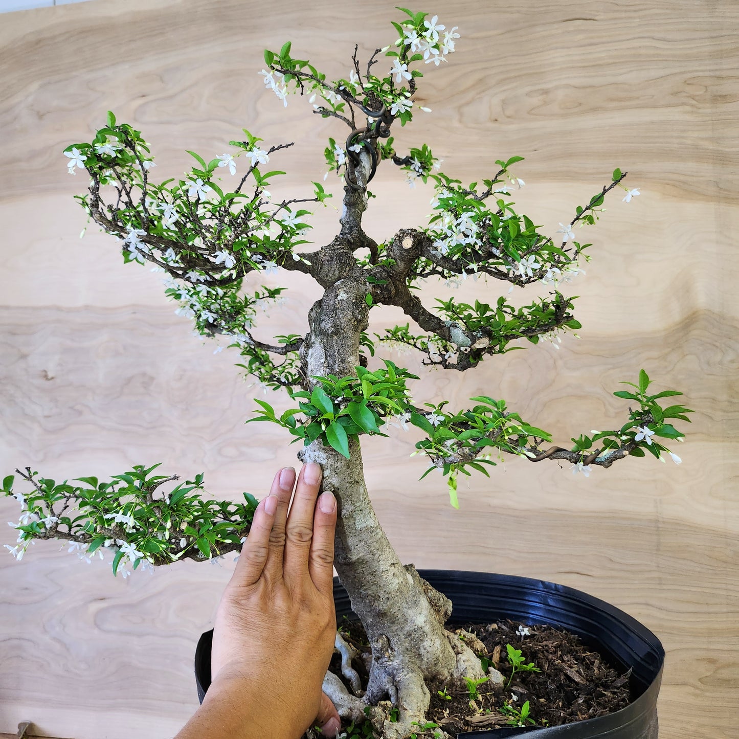 Mai Chiếu Thủy Bonsai - SB30430.15MCT - Free shipping