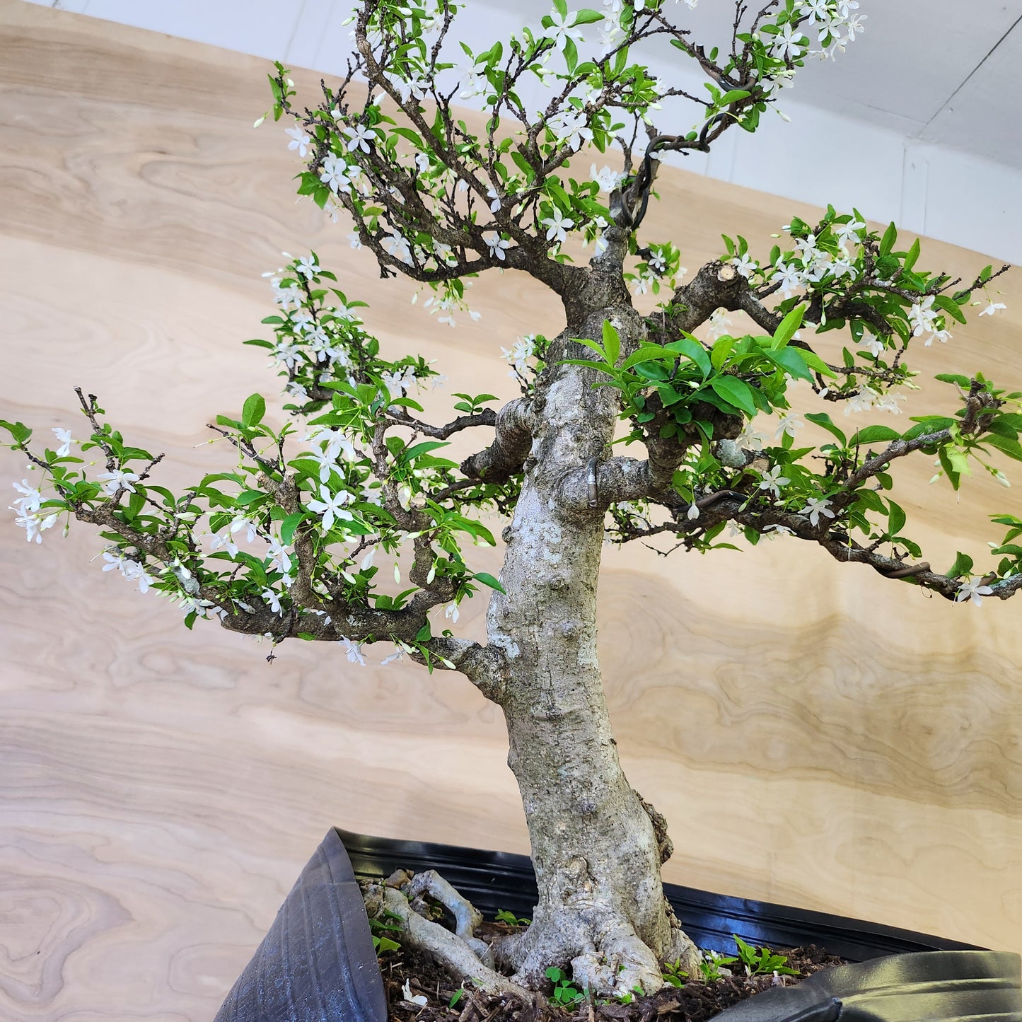 Mai Chiếu Thủy Bonsai - SB30430.15MCT - Free shipping