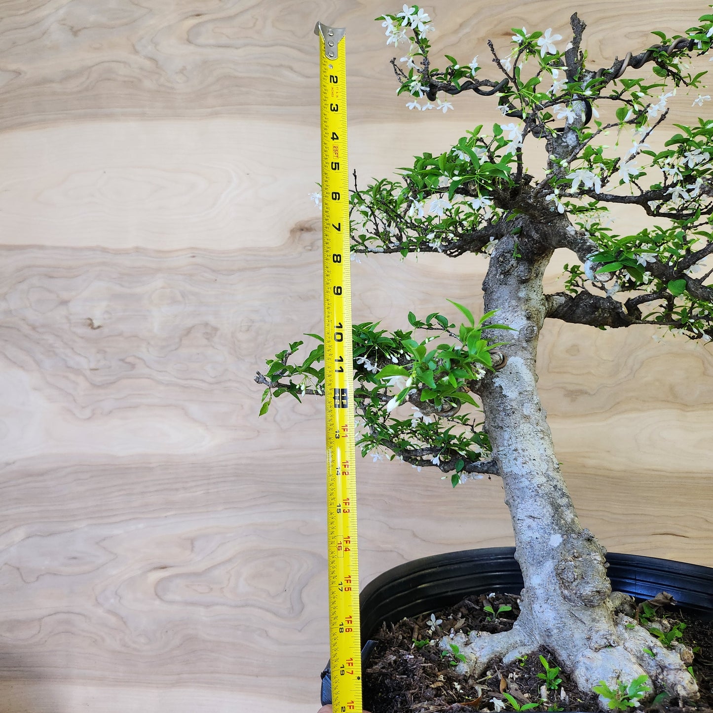 Mai Chiếu Thủy Bonsai - SB30430.15MCT - Free shipping