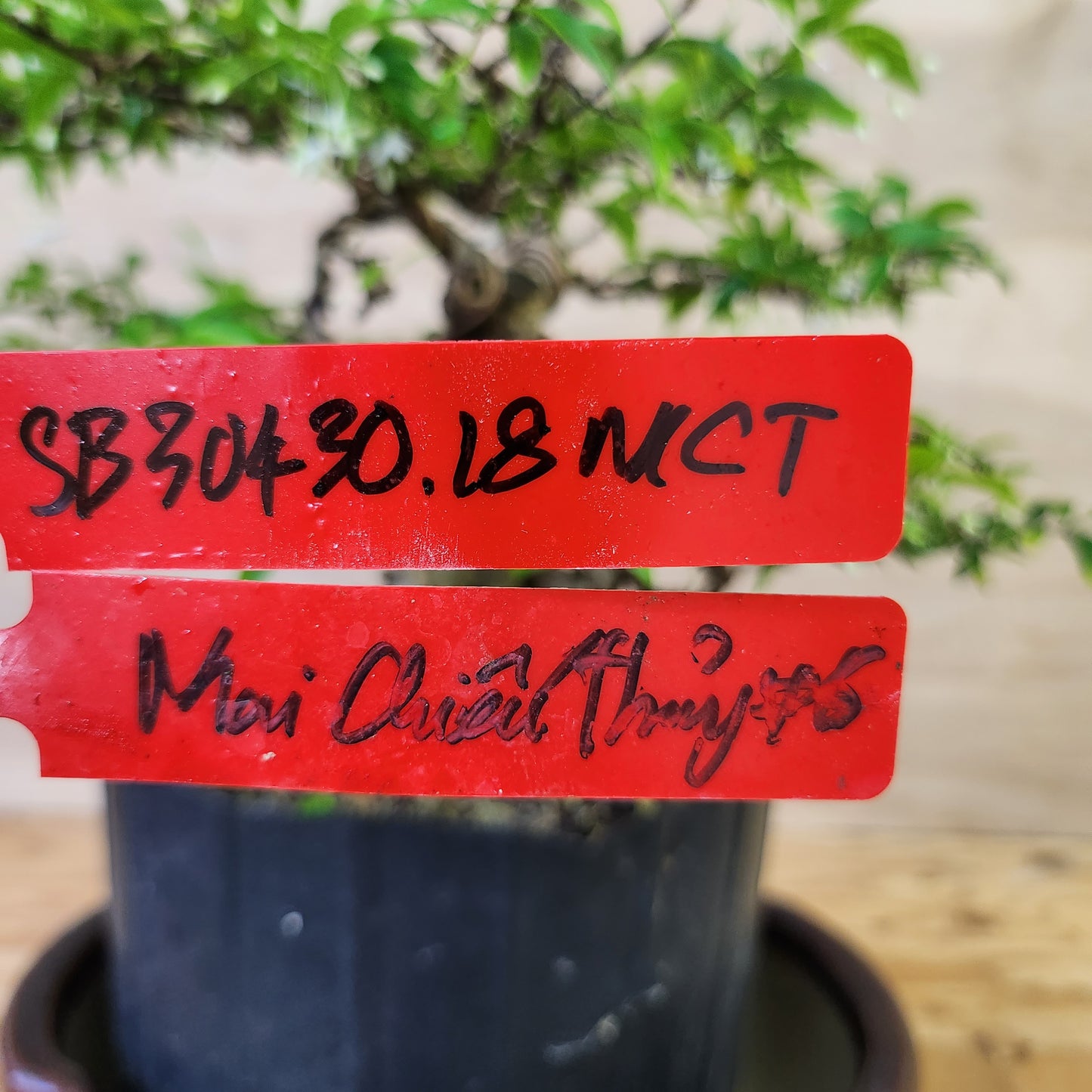 Mai Chiếu Thủy Bonsai - SB30430.18MCT - $40 shipping