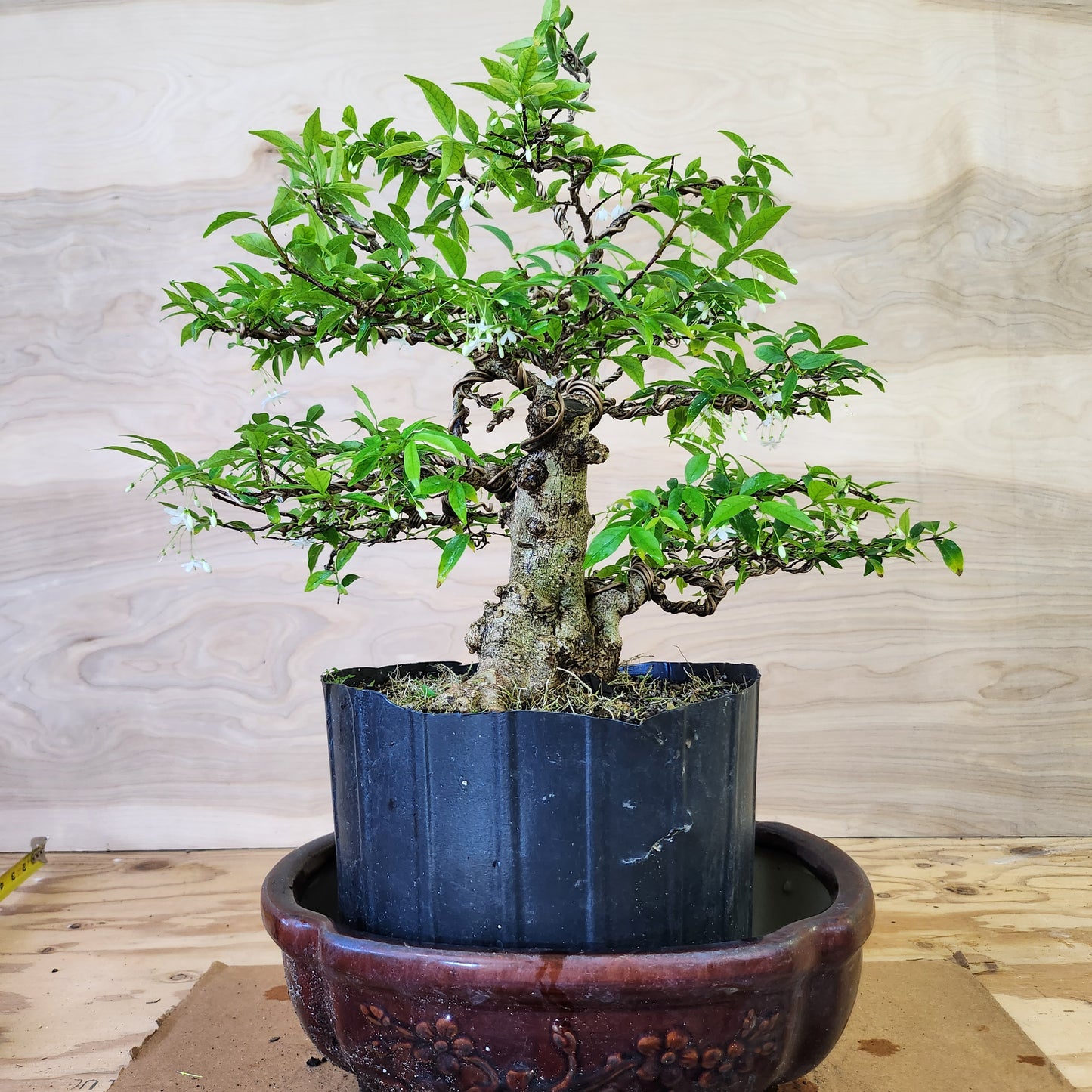 Mai Chiếu Thủy Bonsai - SB30430.18MCT - $40 shipping