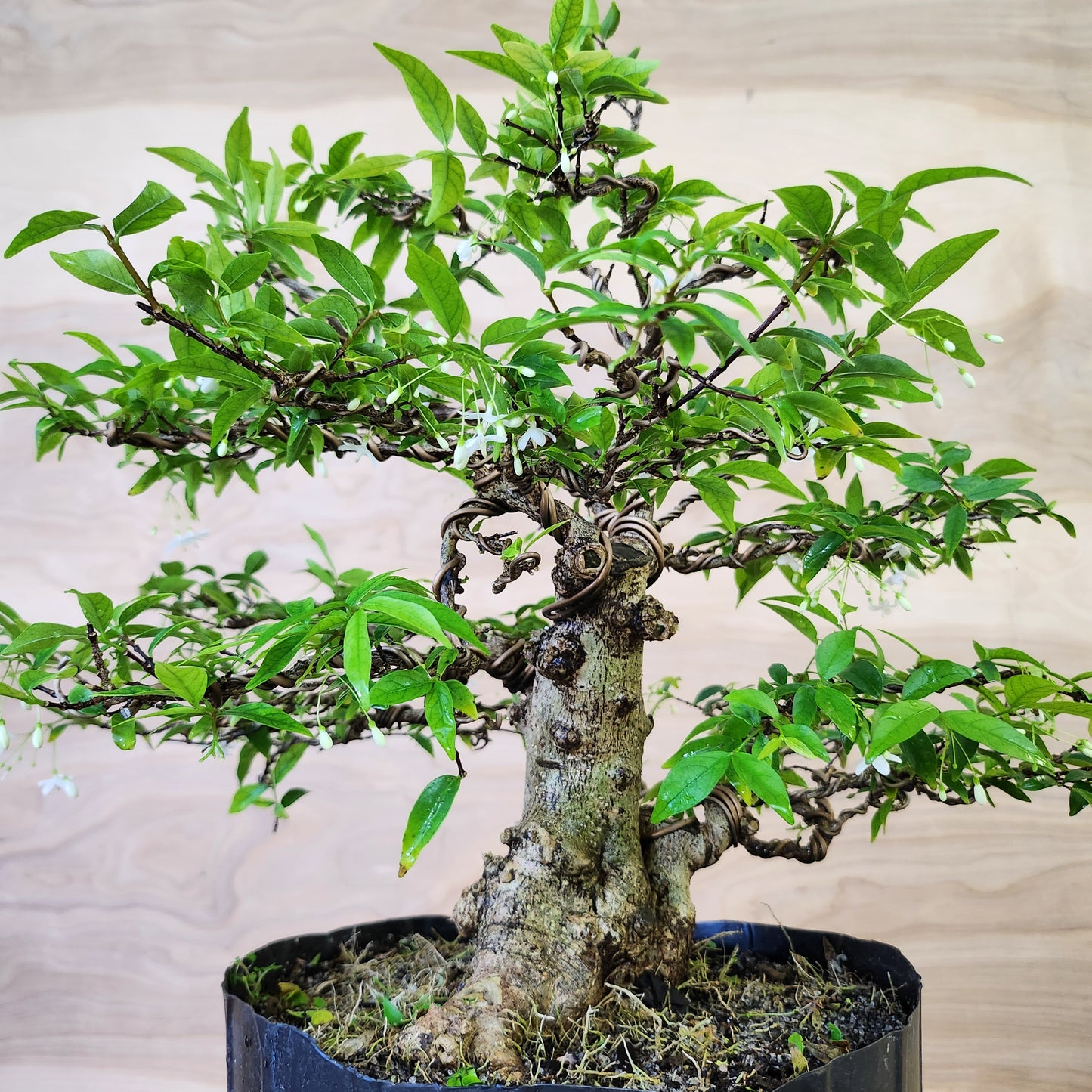 Mai Chiếu Thủy Bonsai - SB30430.18MCT - $40 shipping