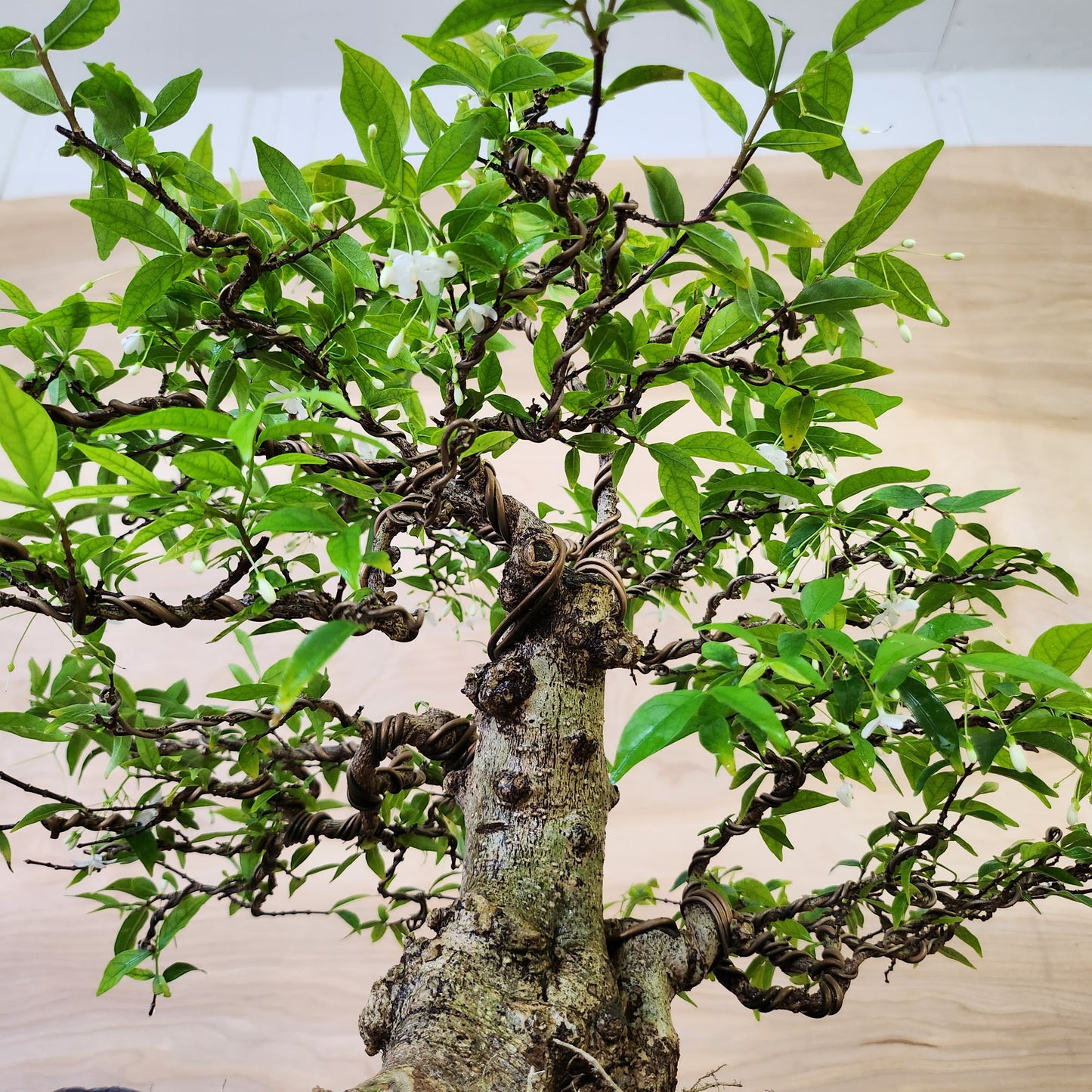 Mai Chiếu Thủy Bonsai - SB30430.18MCT - $40 shipping