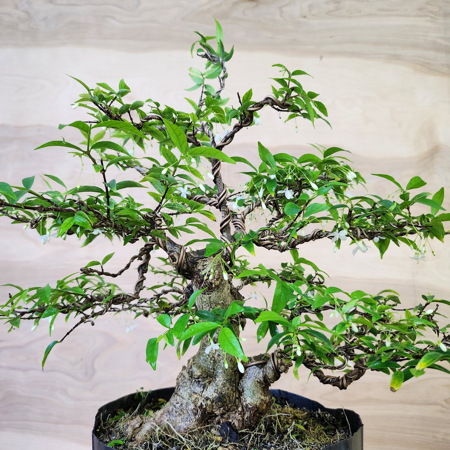 Mai Chiếu Thủy Bonsai - SB30430.18MCT - $40 shipping