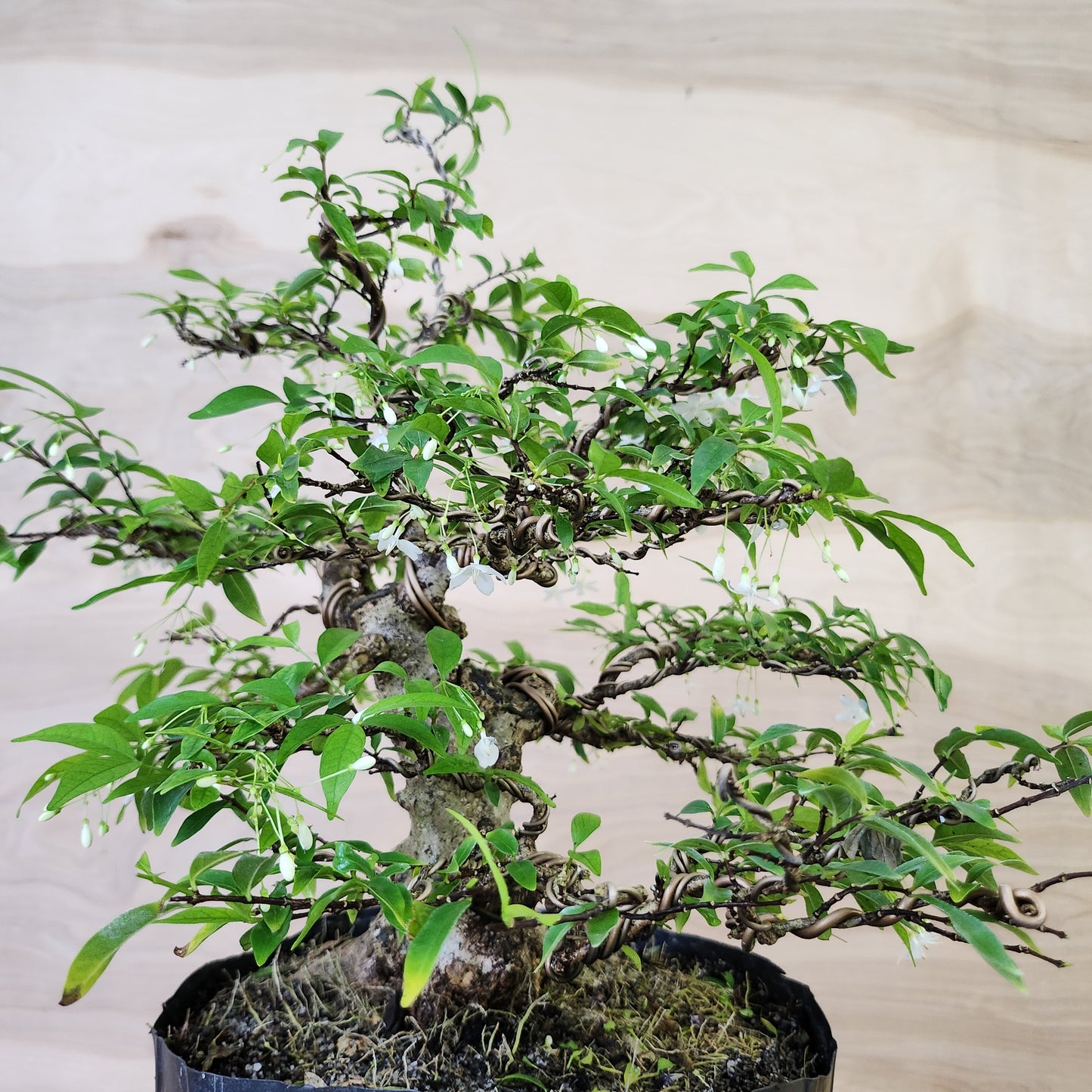 Mai Chiếu Thủy Bonsai - SB30430.18MCT - $40 shipping