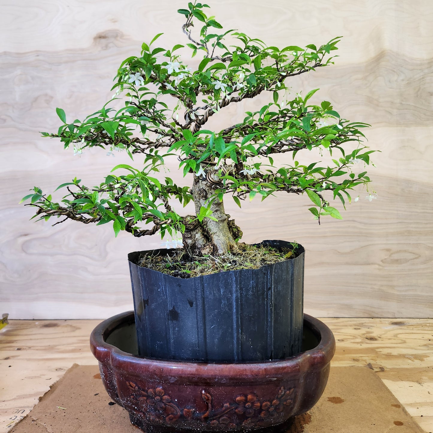 Mai Chiếu Thủy Bonsai - SB30430.18MCT - $40 shipping