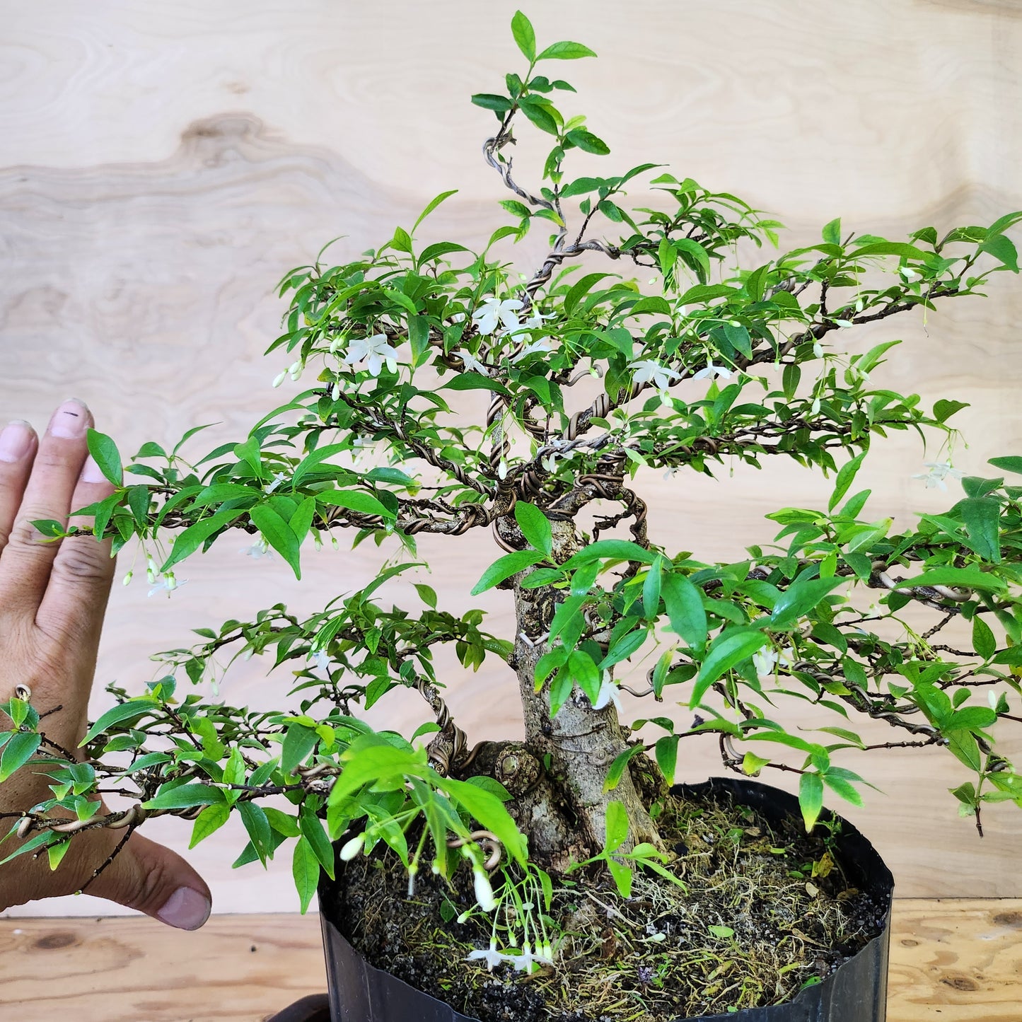 Mai Chiếu Thủy Bonsai - SB30430.18MCT - $40 shipping