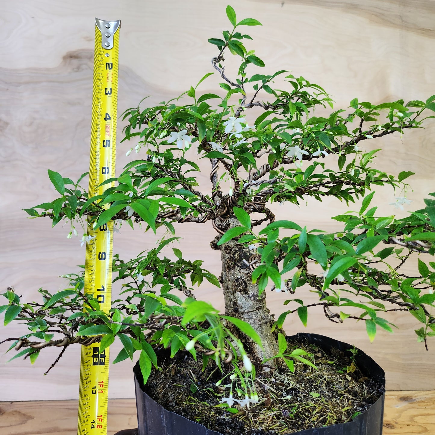 Mai Chiếu Thủy Bonsai - SB30430.18MCT - $40 shipping