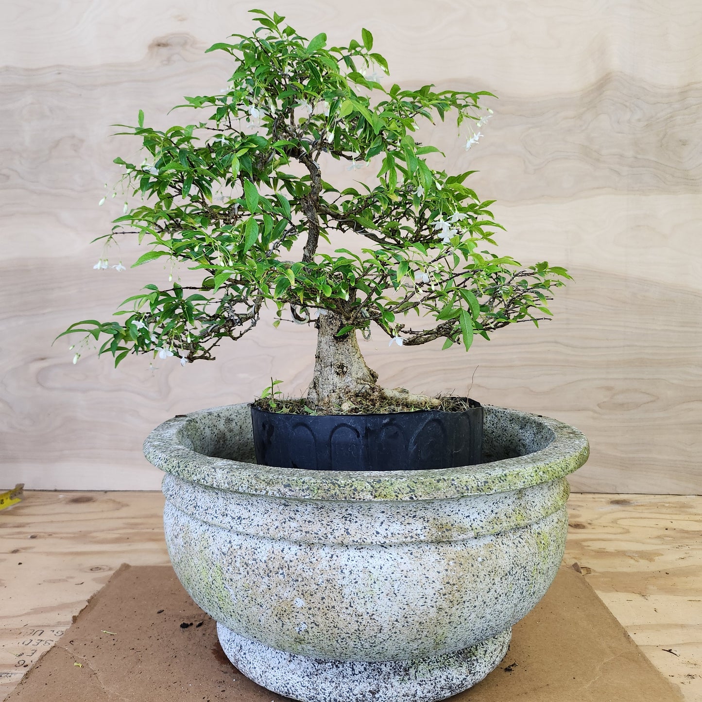 Mai Chiếu Thủy Bonsai - SB30430.22MCT - $40 shipping