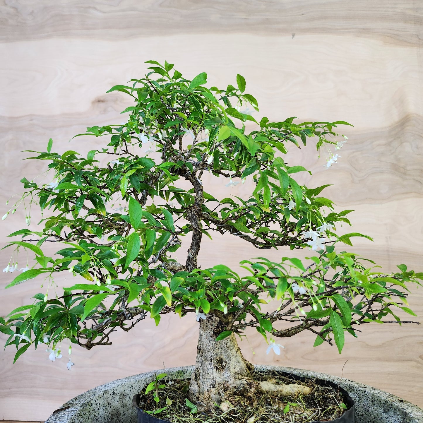 Mai Chiếu Thủy Bonsai - SB30430.22MCT - $40 shipping