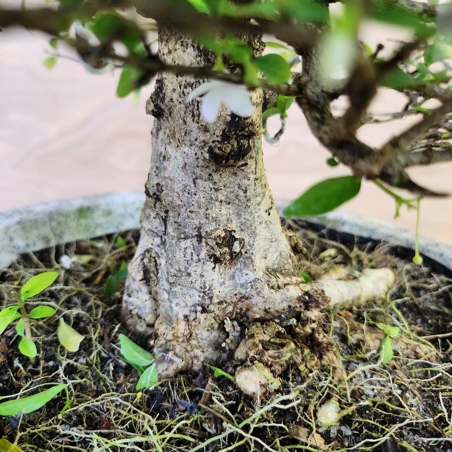 Mai Chiếu Thủy Bonsai - SB30430.22MCT - $40 shipping