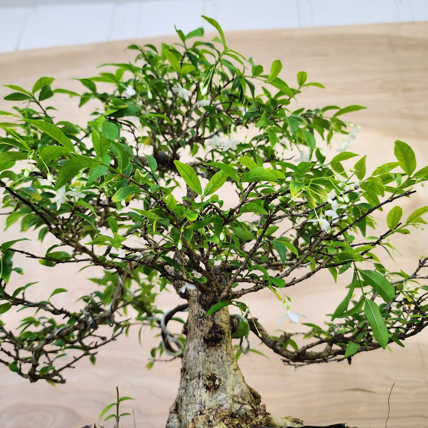 Mai Chiếu Thủy Bonsai - SB30430.22MCT - $40 shipping