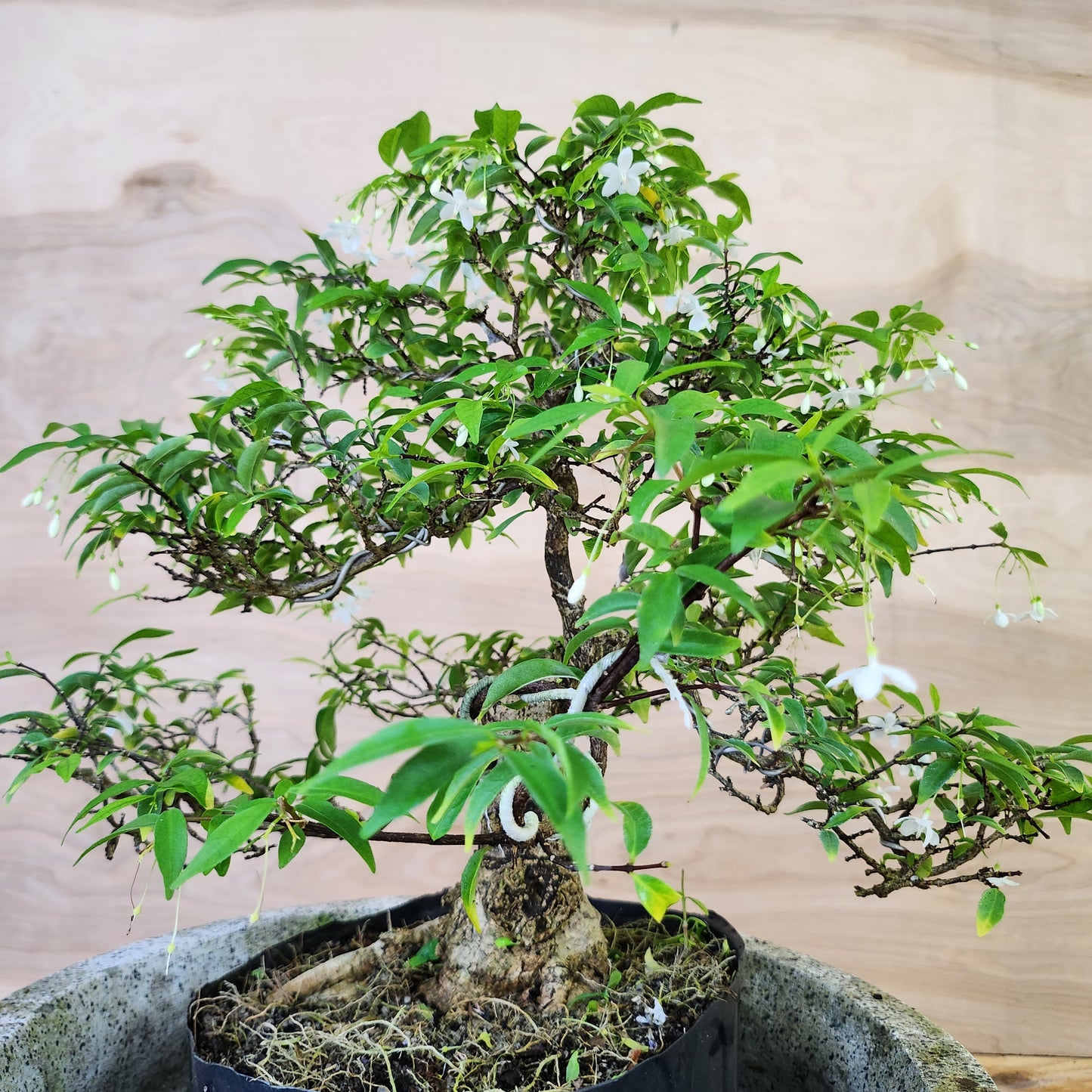 Mai Chiếu Thủy Bonsai - SB30430.22MCT - $40 shipping