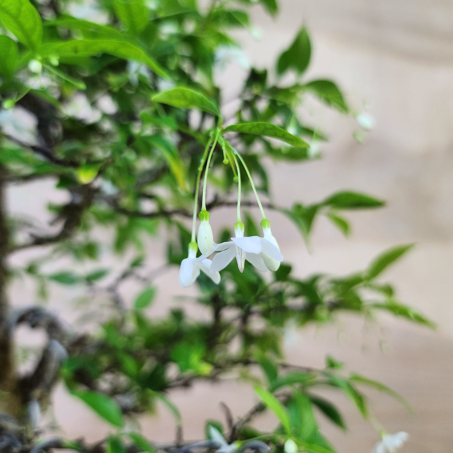 Mai Chiếu Thủy Bonsai - SB30430.22MCT - $40 shipping