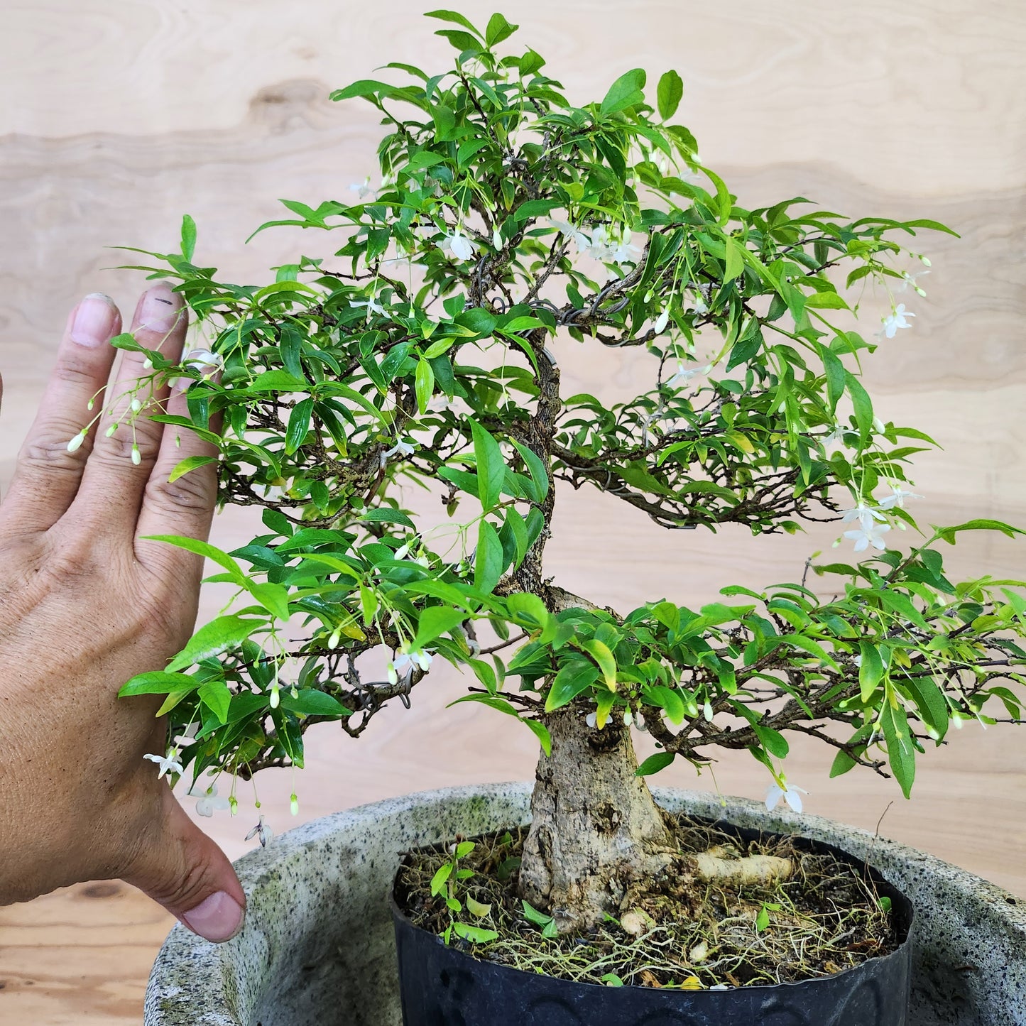 Mai Chiếu Thủy Bonsai - SB30430.22MCT - $40 shipping