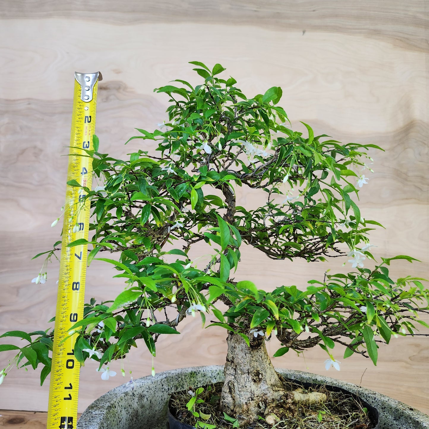 Mai Chiếu Thủy Bonsai - SB30430.22MCT - $40 shipping