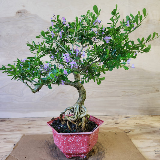 Linh Sam Bonsai - Antidesma acidum - SB30219.02 - $40 shipping