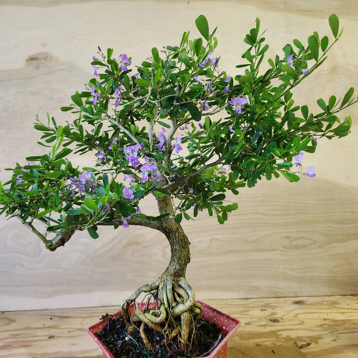 Linh Sam Bonsai - Antidesma acidum - SB30219.02 - $40 shipping