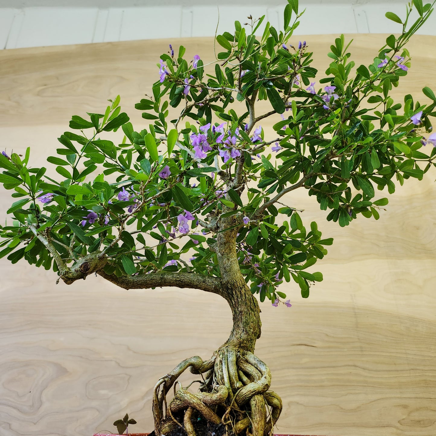 Linh Sam Bonsai - Antidesma acidum - SB30219.02 - $40 shipping