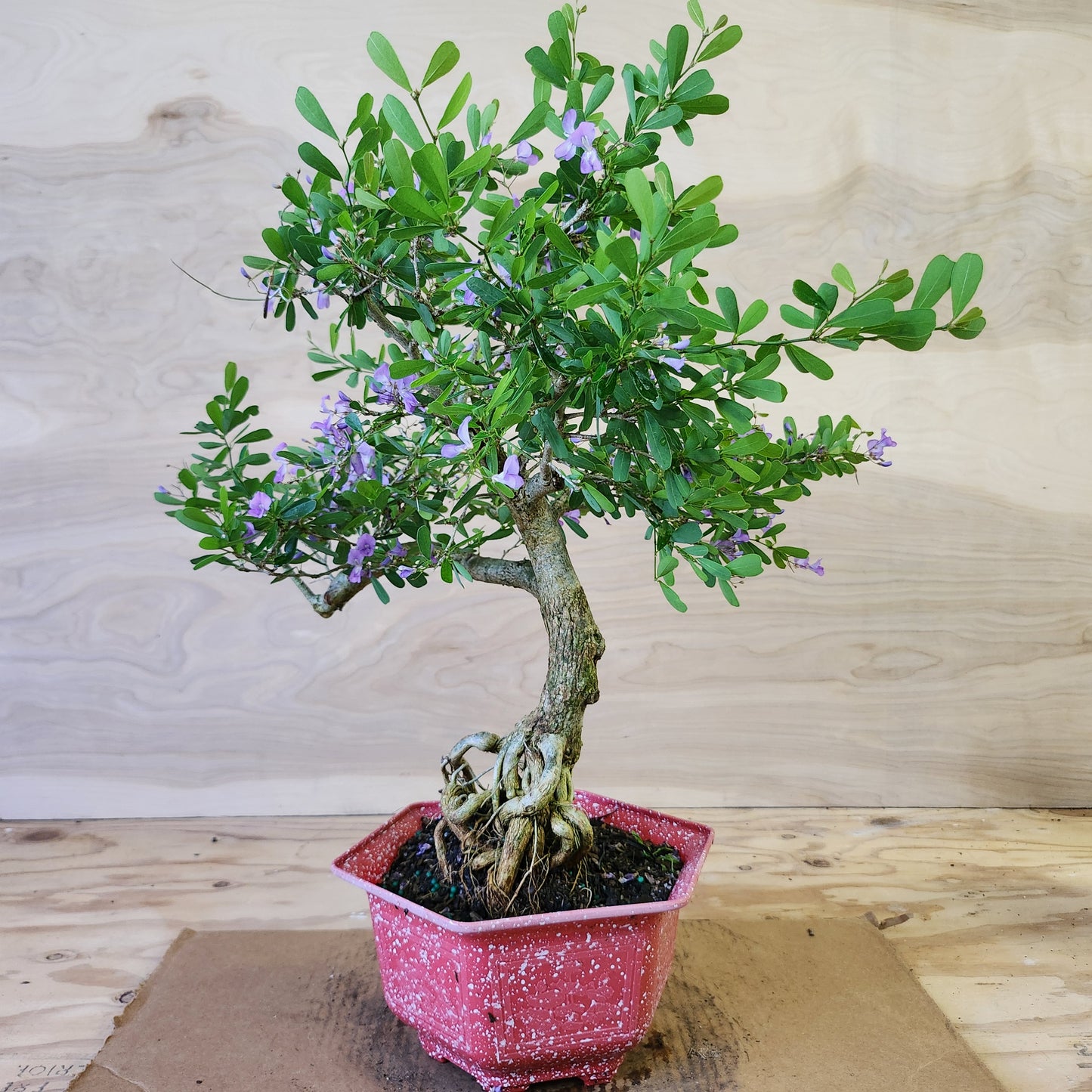 Linh Sam Bonsai - Antidesma acidum - SB30219.02 - $40 shipping