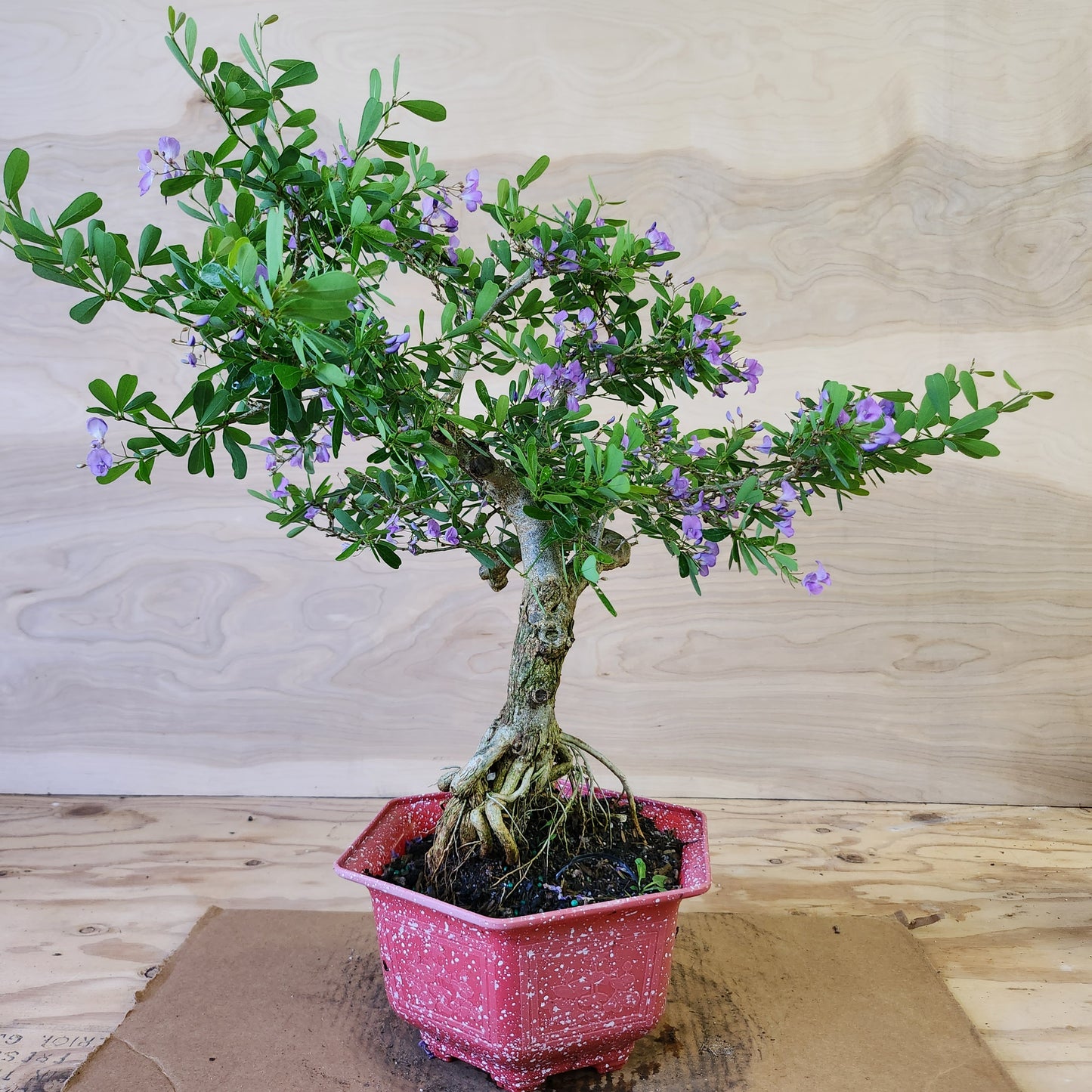 Linh Sam Bonsai - Antidesma acidum - SB30219.02 - $40 shipping