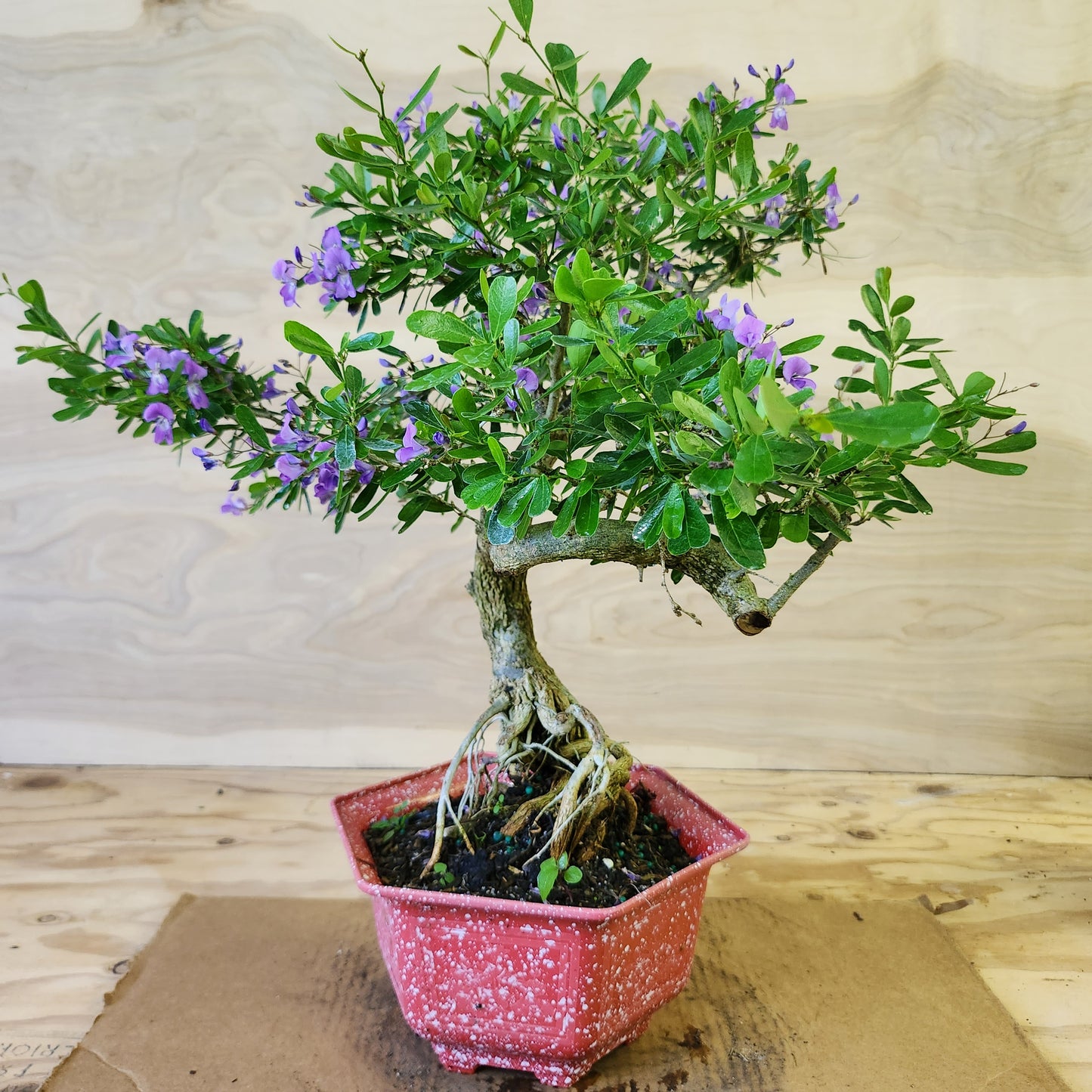 Linh Sam Bonsai - Antidesma acidum - SB30219.02 - $40 shipping