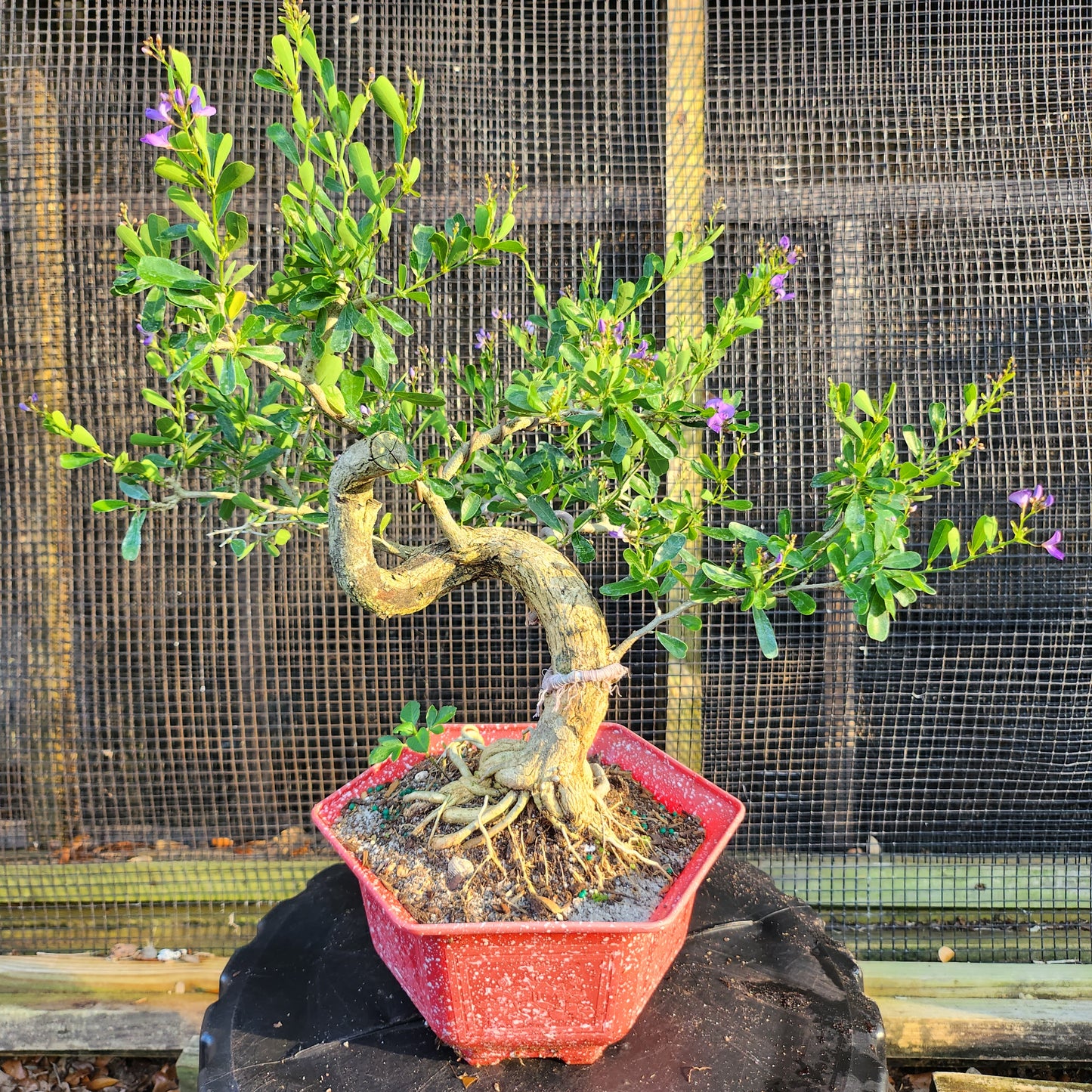 Linh Sam Bonsai - Antidesma acidum - SB30528.01 - $40 shipping