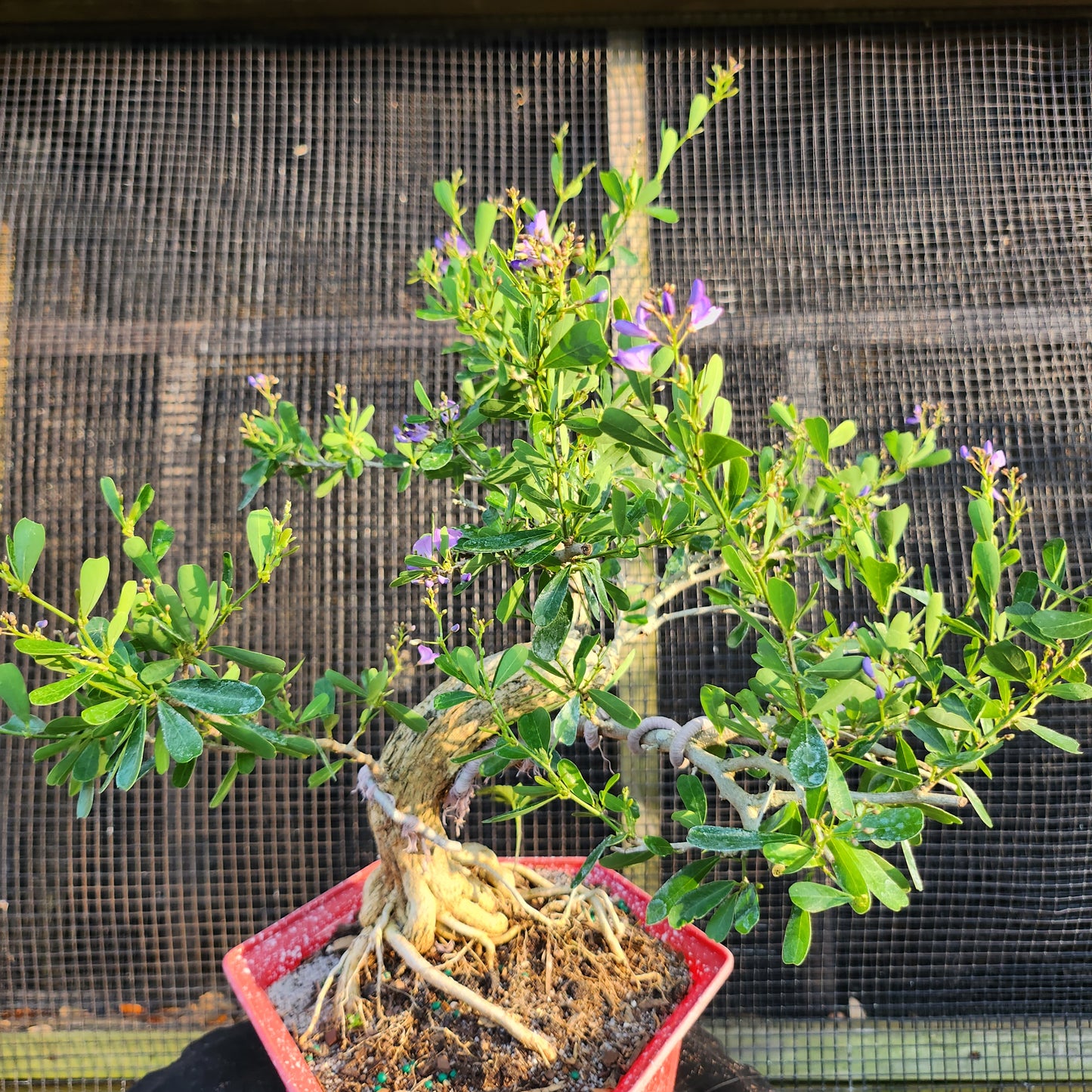 Linh Sam Bonsai - Antidesma acidum - SB30528.01 - $40 shipping