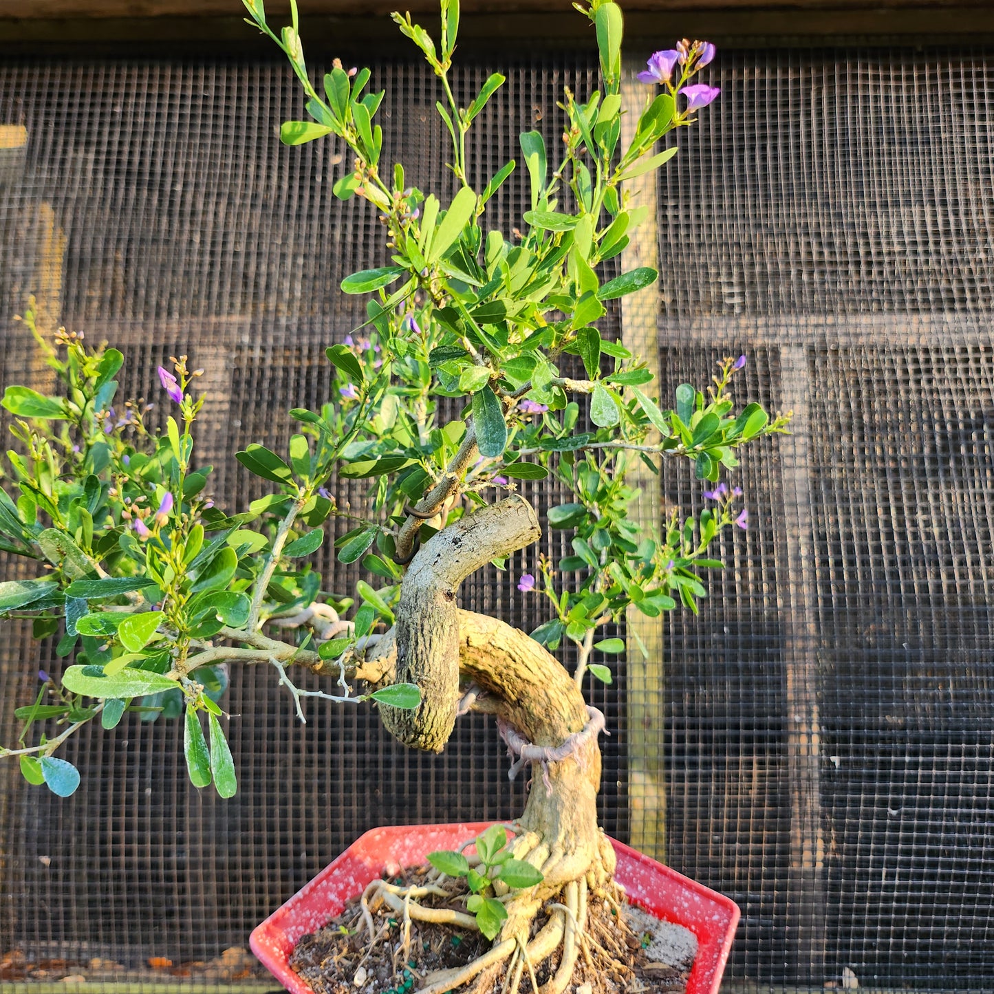 Linh Sam Bonsai - Antidesma acidum - SB30528.01 - $40 shipping