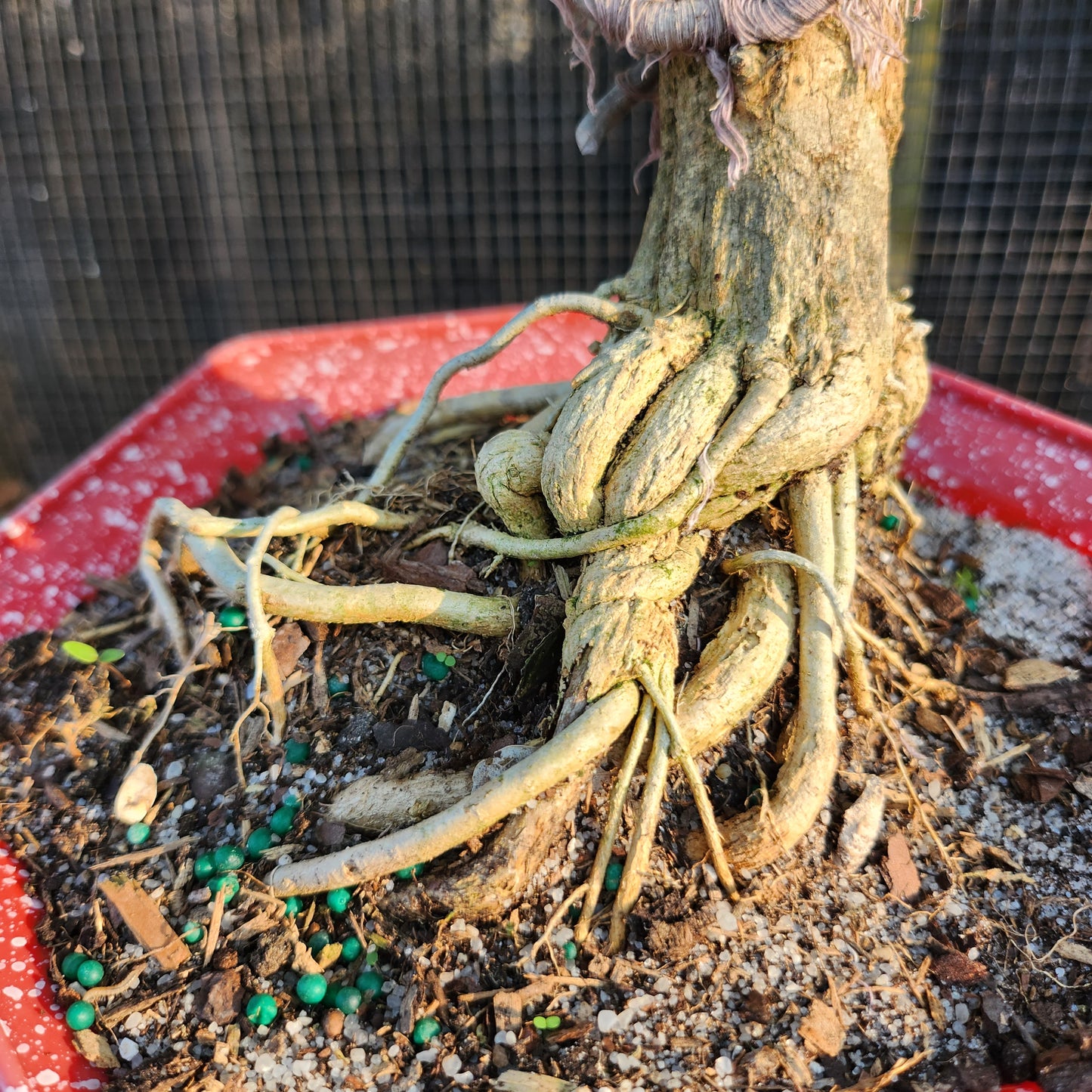 Linh Sam Bonsai - Antidesma acidum - SB30528.01 - $40 shipping