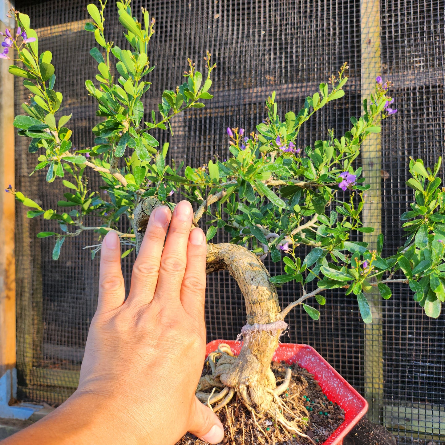 Linh Sam Bonsai - Antidesma acidum - SB30528.01 - $40 shipping