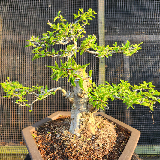 Mai Chiếu Thủy Bonsai - SB30528.02MCT - $40 shipping