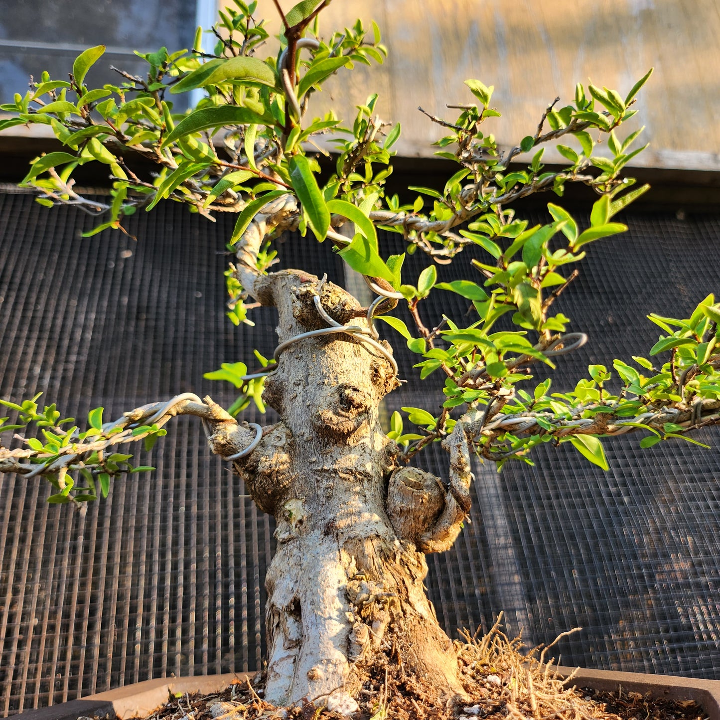 Mai Chiếu Thủy Bonsai - SB30528.02MCT - $40 shipping