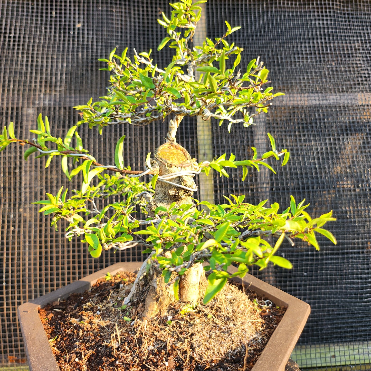 Mai Chiếu Thủy Bonsai - SB30528.02MCT - $40 shipping