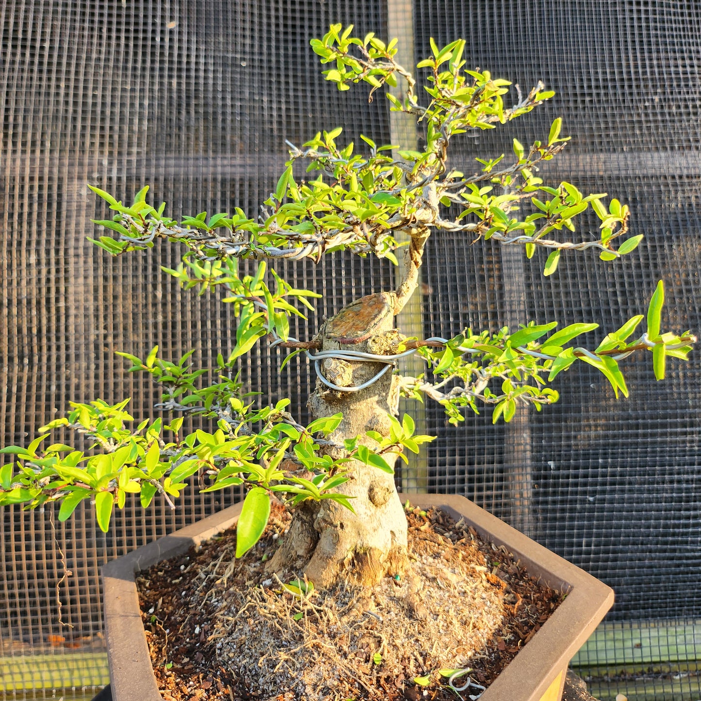 Mai Chiếu Thủy Bonsai - SB30528.02MCT - $40 shipping