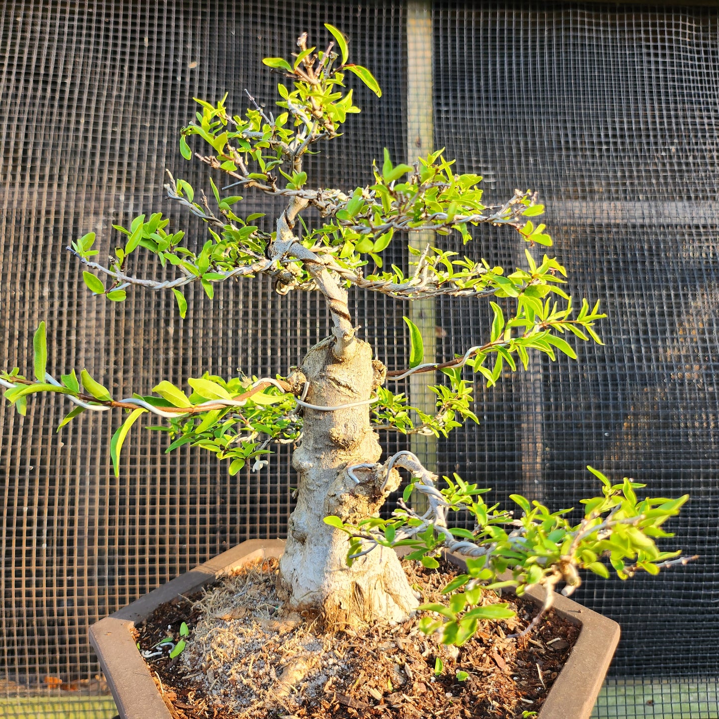 Mai Chiếu Thủy Bonsai - SB30528.02MCT - $40 shipping