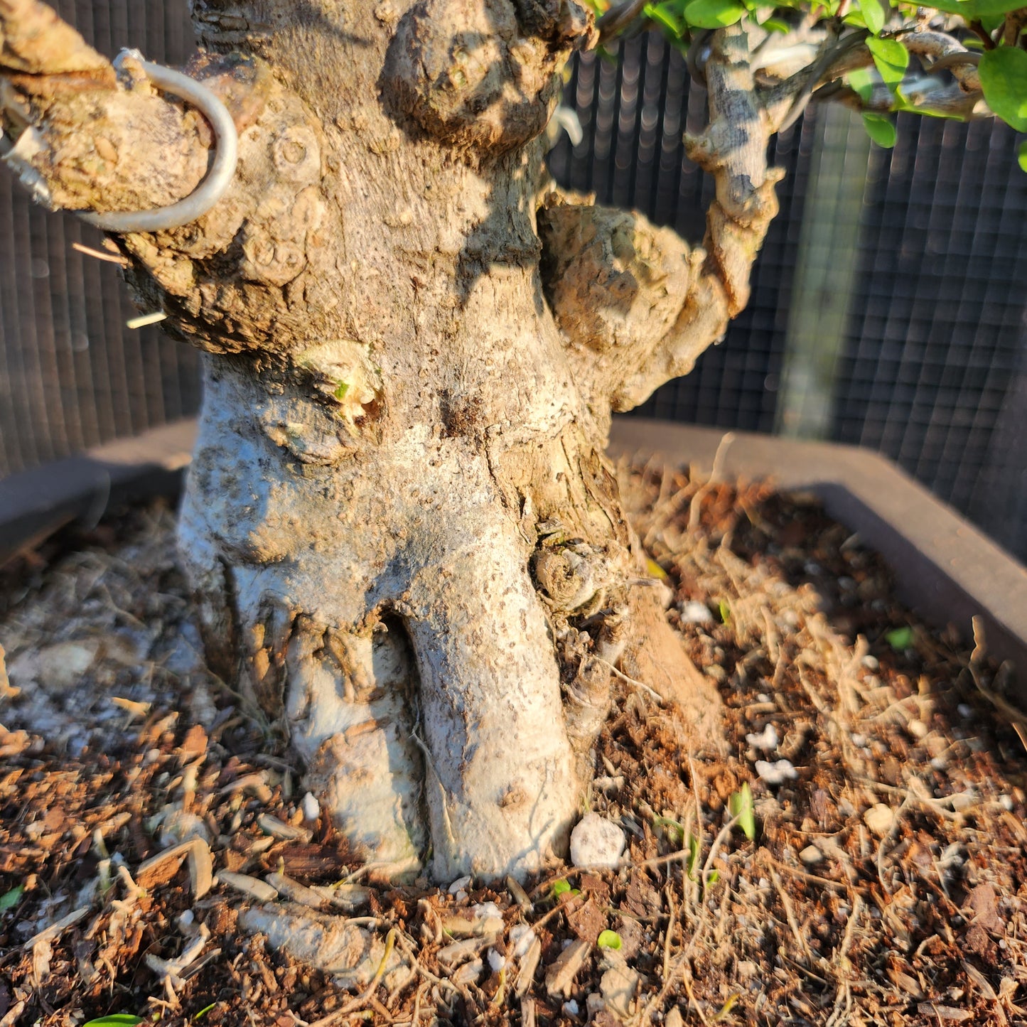 Mai Chiếu Thủy Bonsai - SB30528.02MCT - $40 shipping