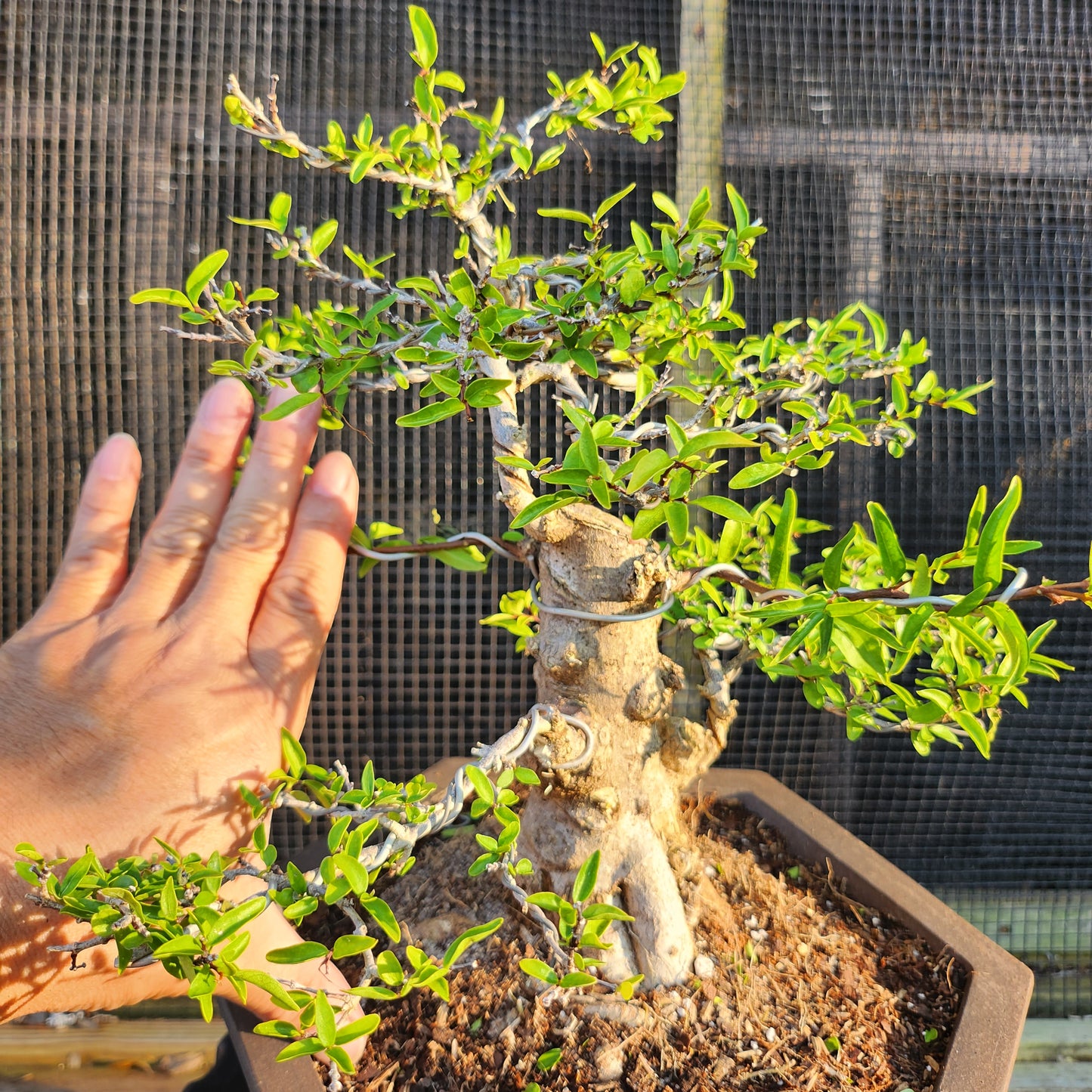 Mai Chiếu Thủy Bonsai - SB30528.02MCT - $40 shipping