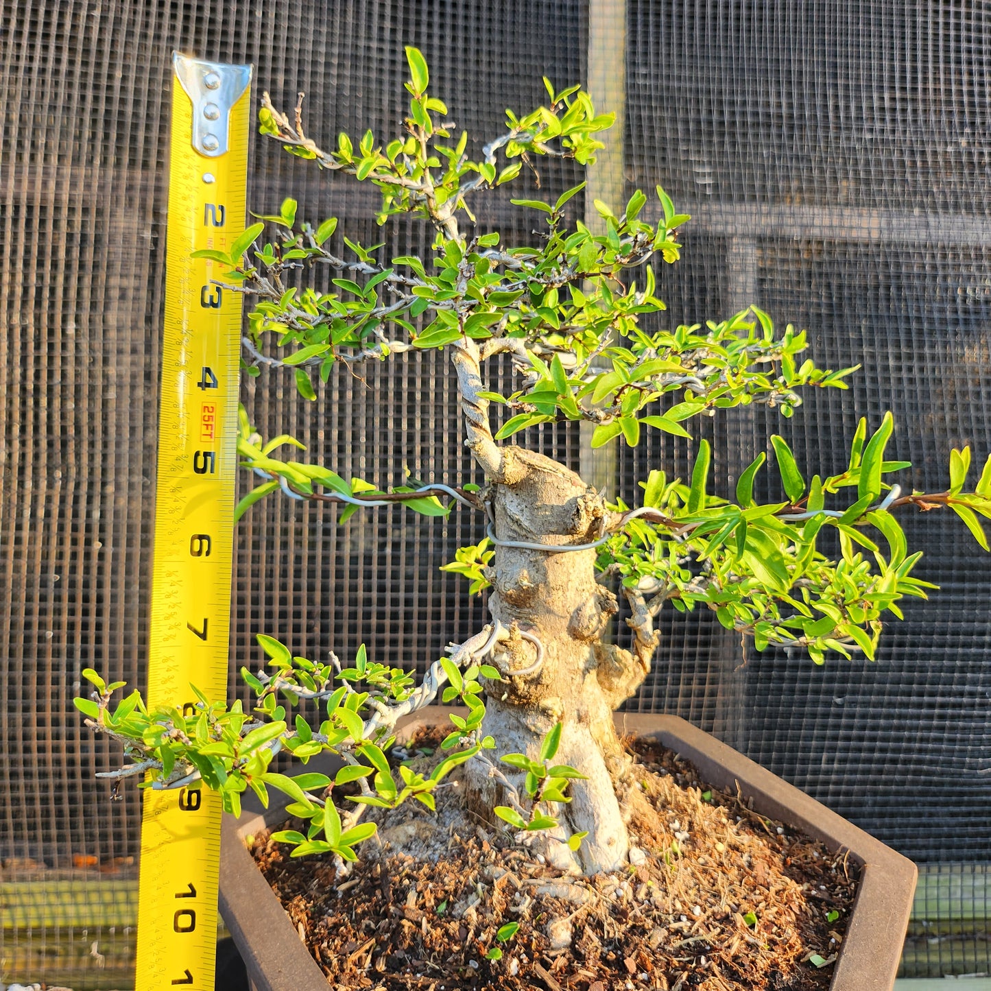 Mai Chiếu Thủy Bonsai - SB30528.02MCT - $40 shipping