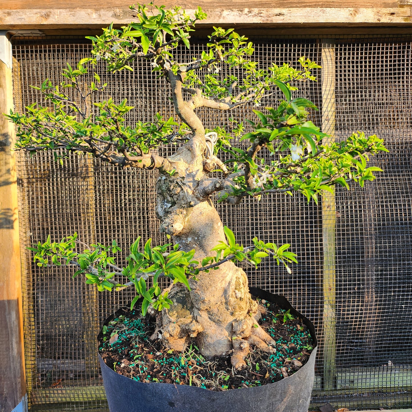 Mai Chiếu Thủy Bonsai - Water Jasmin - SB30528.05MCT - Free shipping